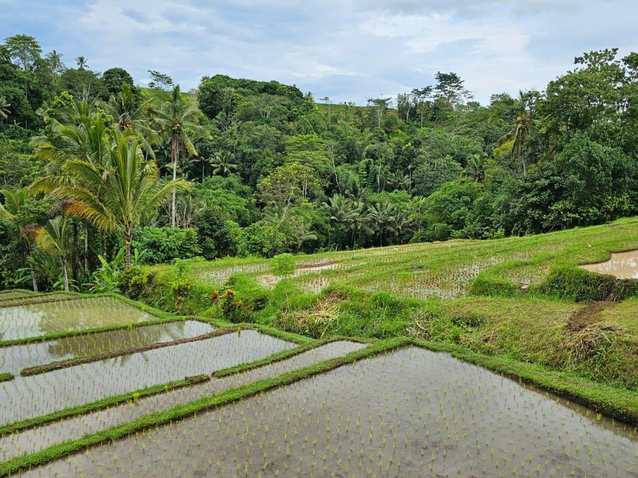 Villa Umauthu Bali à Selemadeg Extérieur photo